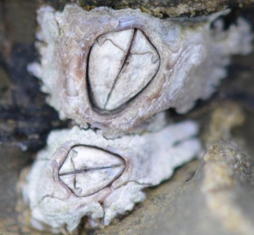 Réf. 243 106 : Chthamalus montagui